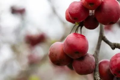 Malus x moerlandsii 'Red Sentinel' (Appel 'Red Sentinel') - afbeelding 16