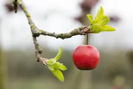 Malus x moerlandsii 'Red Sentinel' (Appel 'Red Sentinel') - afbeelding 17