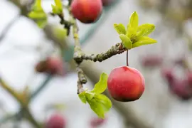 Malus x moerlandsii 'Red Sentinel' (Appel 'Red Sentinel') - afbeelding 18
