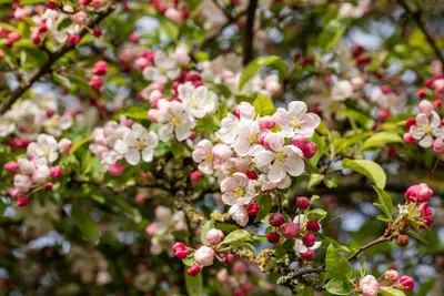 Malus x moerlandsii 'Red Sentinel' (Appel 'Red Sentinel') - afbeelding 19