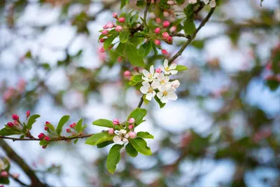 Malus x moerlandsii 'Red Sentinel' (Appel 'Red Sentinel') - afbeelding 20