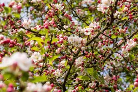 Malus x moerlandsii 'Red Sentinel' (Appel 'Red Sentinel') - afbeelding 21