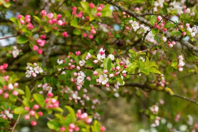 Malus x moerlandsii 'Red Sentinel' (Appel 'Red Sentinel') - afbeelding 22