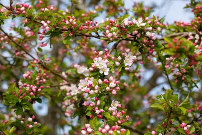Malus x moerlandsii 'Red Sentinel' (Appel 'Red Sentinel') - afbeelding 23