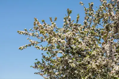 Malus x moerlandsii 'Red Sentinel' (Appel 'Red Sentinel') - afbeelding 24