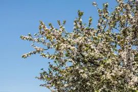 Malus x moerlandsii 'Red Sentinel' (Appel 'Red Sentinel') - afbeelding 24