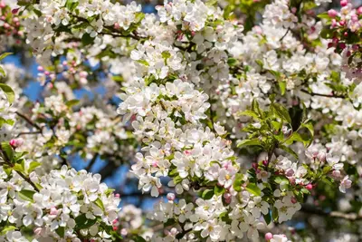 Malus x moerlandsii 'Red Sentinel' (Appel 'Red Sentinel') - afbeelding 26