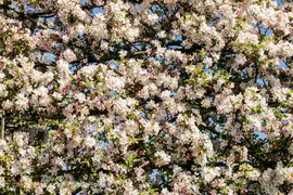 Malus x moerlandsii 'Red Sentinel' (Appel 'Red Sentinel') - afbeelding 28