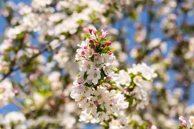 Malus x moerlandsii 'Red Sentinel' (Appel 'Red Sentinel') - afbeelding 30