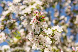 Malus x moerlandsii 'Red Sentinel' (Appel 'Red Sentinel') - afbeelding 30