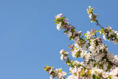 Malus x moerlandsii 'Red Sentinel' (Appel 'Red Sentinel') - afbeelding 31