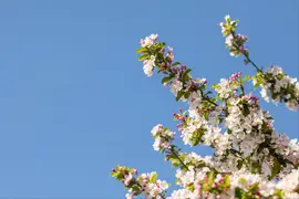 Malus x moerlandsii 'Red Sentinel' (Appel 'Red Sentinel') - afbeelding 31