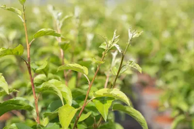 Malus x moerlandsii 'Red Sentinel' (Appel 'Red Sentinel') - afbeelding 32