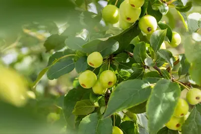 Malus x moerlandsii 'Red Sentinel' (Appel 'Red Sentinel') - afbeelding 34