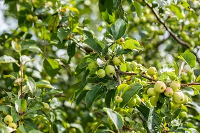 Malus x moerlandsii 'Red Sentinel' (Appel 'Red Sentinel') - afbeelding 36