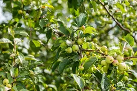 Malus x moerlandsii 'Red Sentinel' (Appel 'Red Sentinel') - afbeelding 36