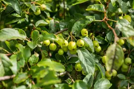 Malus x moerlandsii 'Red Sentinel' (Appel 'Red Sentinel') - afbeelding 37