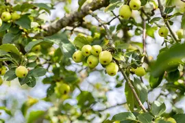 Malus x moerlandsii 'Red Sentinel' (Appel 'Red Sentinel') - afbeelding 38