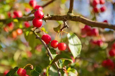 Malus x moerlandsii 'Red Sentinel' (Appel 'Red Sentinel') - afbeelding 41