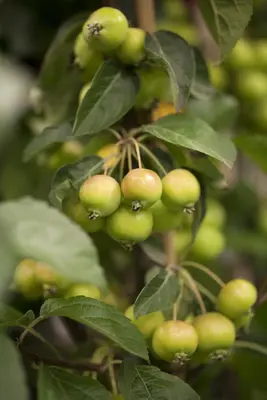 Malus x zumi 'Golden Hornet' (Appel 'Golden Hornet') - afbeelding 1