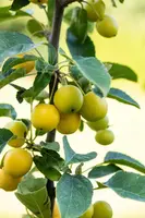 Malus x zumi 'Golden Hornet' (Appel 'Golden Hornet') - afbeelding 15