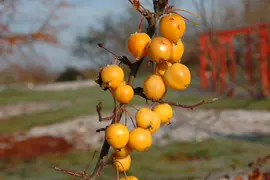 Malus x zumi 'Golden Hornet' (Appel 'Golden Hornet') - afbeelding 5