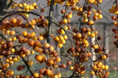 Malus x zumi 'Golden Hornet' (Appel 'Golden Hornet') - afbeelding 7