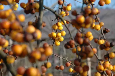 Malus x zumi 'Golden Hornet' (Appel 'Golden Hornet') - afbeelding 8