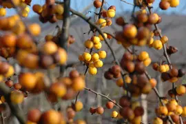 Malus x zumi 'Golden Hornet' (Appel 'Golden Hornet') - afbeelding 8