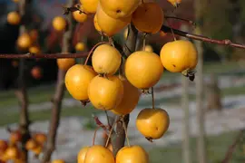 Malus x zumi 'Golden Hornet' (Appel 'Golden Hornet') - afbeelding 4