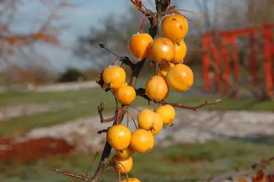 Malus x zumi 'Golden Hornet' (Appel 'Golden Hornet') - afbeelding 5