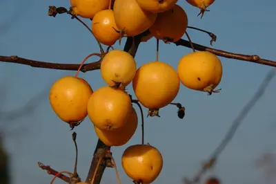 Malus x zumi 'Golden Hornet' (Appel 'Golden Hornet') - afbeelding 6