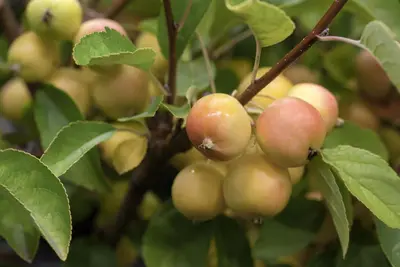 Malus x zumi 'Golden Hornet' (Appel 'Golden Hornet') - afbeelding 3