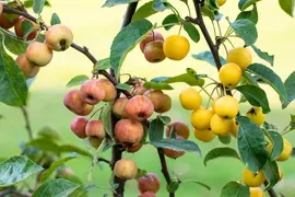 Malus x zumi 'Golden Hornet' (Appel 'Golden Hornet') - afbeelding 9