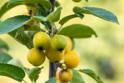 Malus x zumi 'Golden Hornet' (Appel 'Golden Hornet') - afbeelding 13