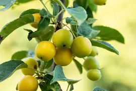 Malus x zumi 'Golden Hornet' (Appel 'Golden Hornet') - afbeelding 14