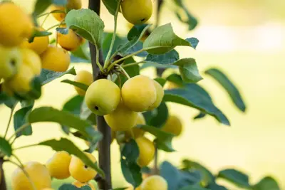 Malus x zumi 'Golden Hornet' (Appel 'Golden Hornet') - afbeelding 16