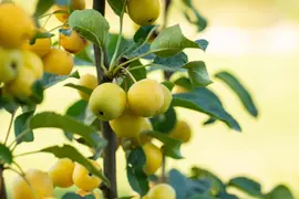 Malus x zumi 'Golden Hornet' (Appel 'Golden Hornet') - afbeelding 16