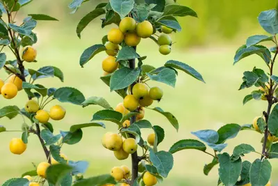 Malus x zumi 'Golden Hornet' (Appel 'Golden Hornet') - afbeelding 17