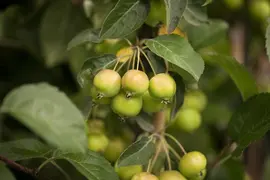 Malus x zumi 'Golden Hornet' (Appel 'Golden Hornet') - afbeelding 2