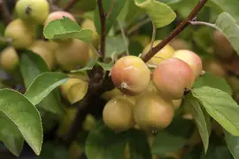 Malus x zumi 'Golden Hornet' (Appel 'Golden Hornet') - afbeelding 3