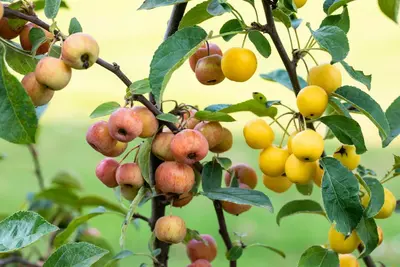 Malus x zumi 'Golden Hornet' (Appel 'Golden Hornet') - afbeelding 9