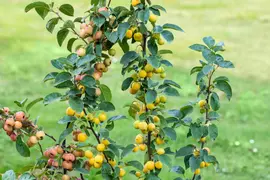 Malus x zumi 'Golden Hornet' (Appel 'Golden Hornet') - afbeelding 10