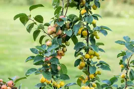 Malus x zumi 'Golden Hornet' (Appel 'Golden Hornet') - afbeelding 11