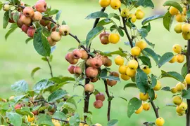 Malus x zumi 'Golden Hornet' (Appel 'Golden Hornet') - afbeelding 12