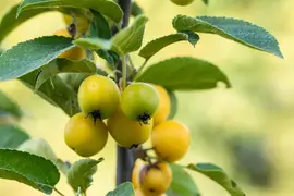 Malus x zumi 'Golden Hornet' (Appel 'Golden Hornet') - afbeelding 13