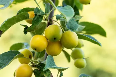 Malus x zumi 'Golden Hornet' (Appel 'Golden Hornet') - afbeelding 14