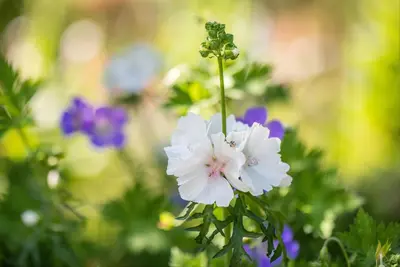 Malva Moschata Alba (Kaarsjeskruid) - afbeelding 5