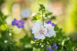 Malva Moschata Alba (Kaarsjeskruid) - afbeelding 5