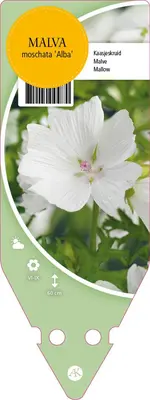 Malva Moschata Alba (Kaarsjeskruid) - afbeelding 1